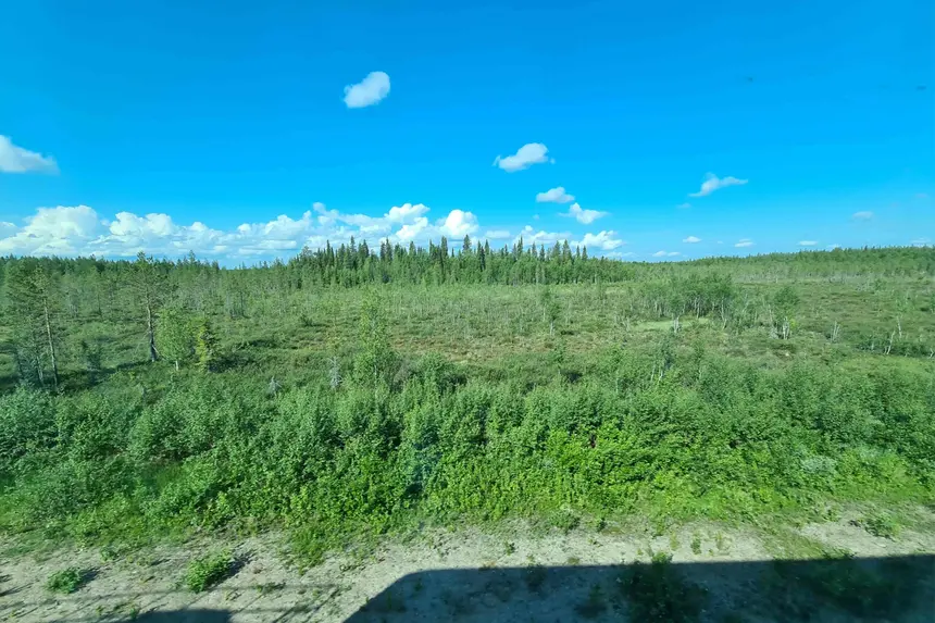 Blick aus dem Zugfenster auf lichte Birken- und Nadelwälder Lapplands
