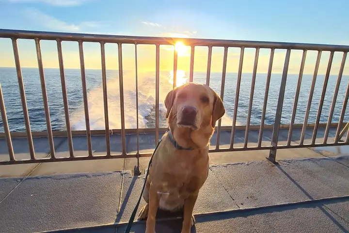 Unser Hund sitzt am Geländer des Fährdecks vor der untergehenden Sonne