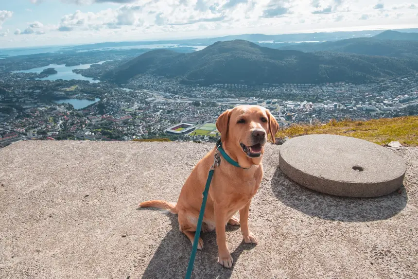 Unser Hund sitzt entspannt auf dem Gipfelplateau über Bergen, unter ihm Stadt und Fjorde