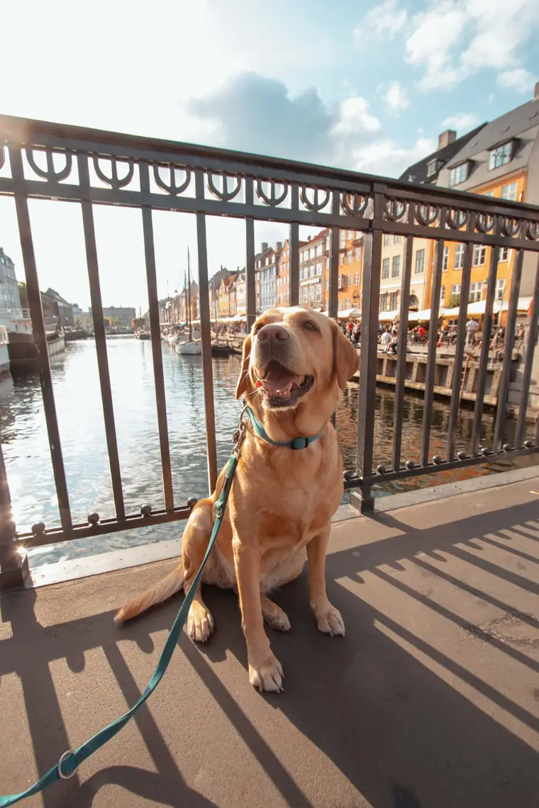Unser Hund auf der Brücke am Nyhavn in Kopenhagen