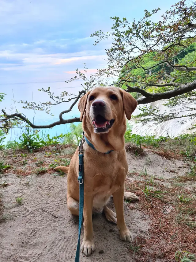 Unser Hund oben am Klint, dahinter die weißen Kreidefelsen von Møns Klint