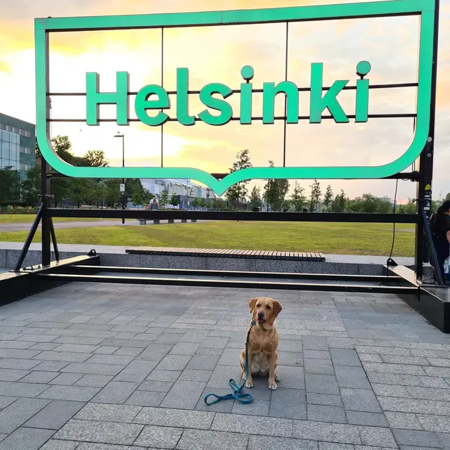Unser Hund vor dem Helsinki-Schriftzug im Abendlicht
