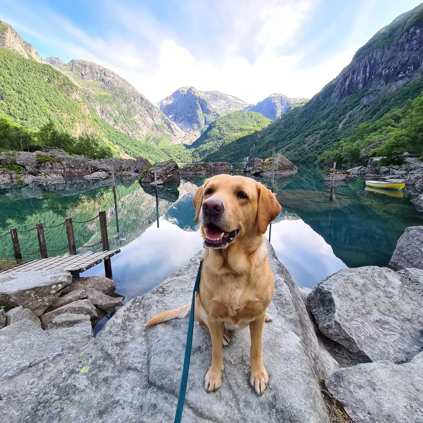 Labrador am spiegelglatten Bergsee vor grünen Gipfeln und kleinem Steg