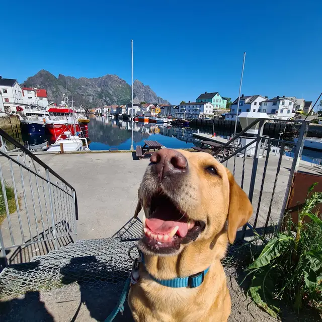 Unser Hund am Hafen von Henningsvær auf den Lofoten