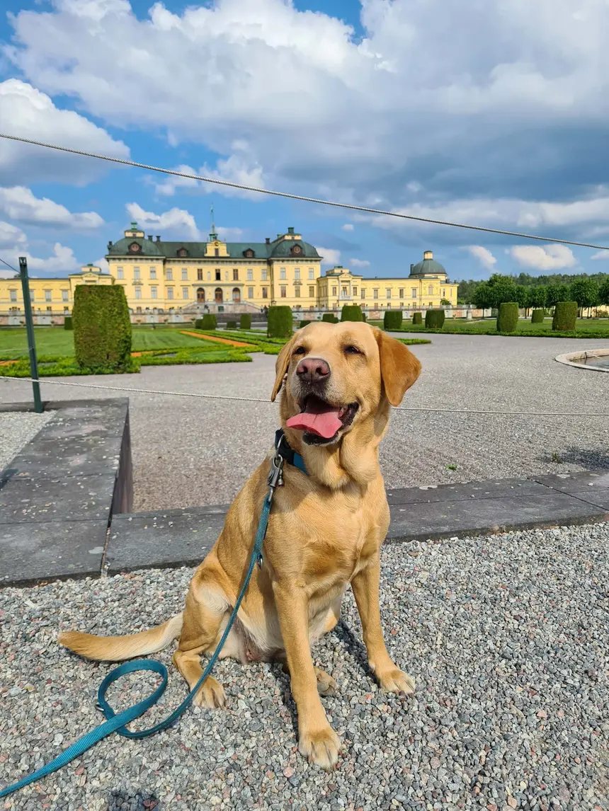 Unser Hund im Schlossgarten von Drottningholm