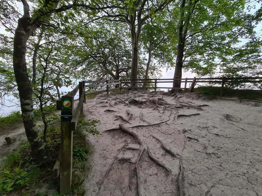 Wurzelbedeckter Aussichtspunkt Forchammers Pynt am Waldrand von Møns Klint