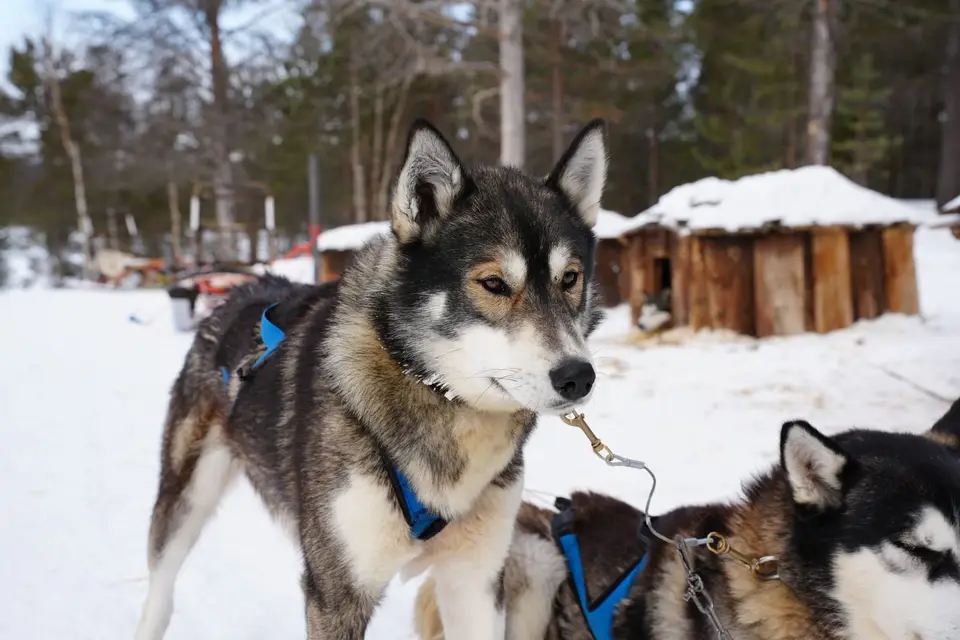 Husky- & Polarlicht-Touren