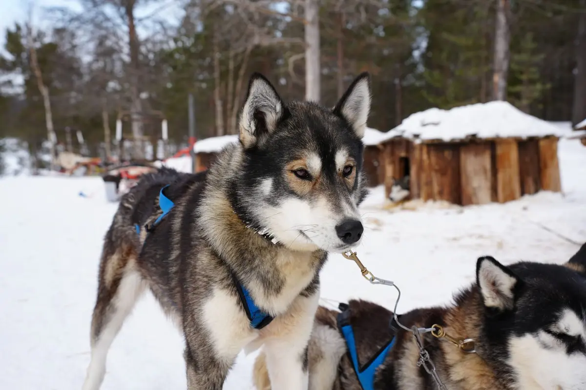 Huskys im Zuggeschirr vor einer verschneiten Holzhütte in Finnisch-Lappland