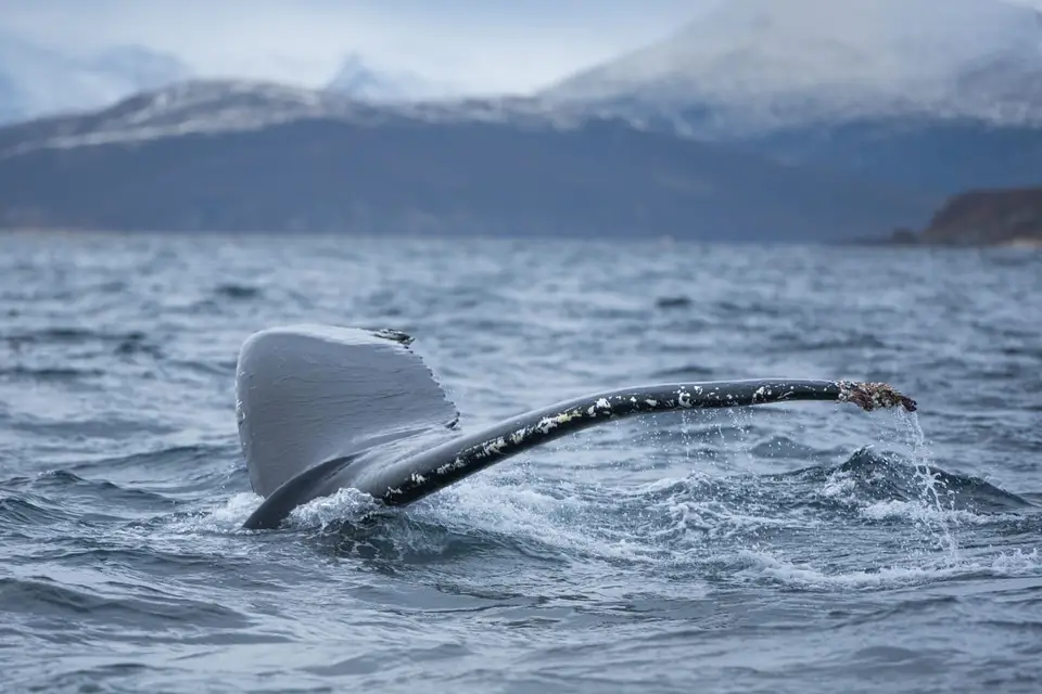 Whale Watching ab Tromsø