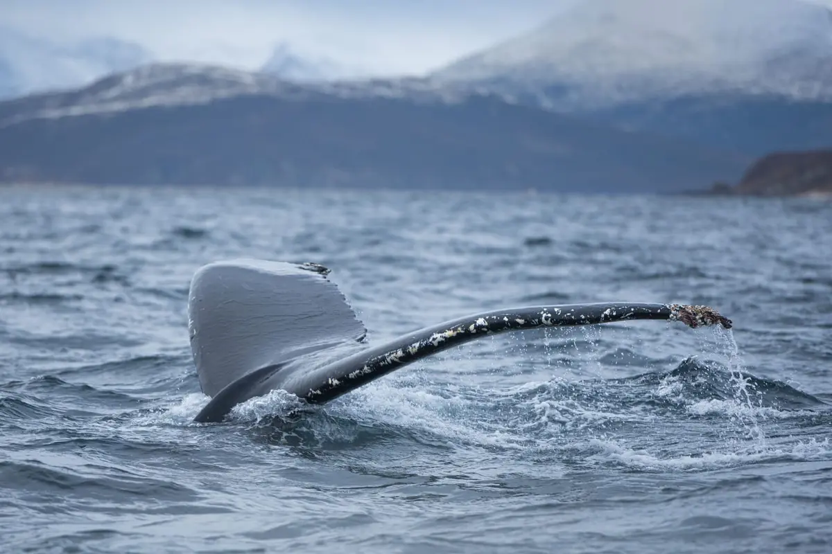Fluke eines abtauchenden Buckelwals vor verschneiten Bergen im Norden Norwegens