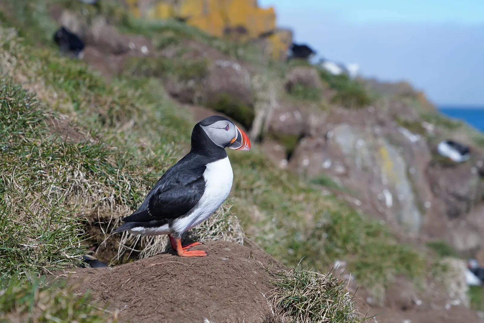Ein Papageitaucher auf einer grasbewachsenen Klippe an Islands Küste